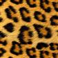 300-EasyPattern Wild Leopard 300mm x 1 Metre